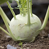 kohlrabi