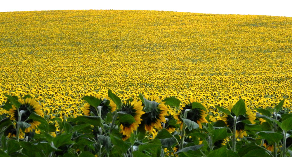 Sonneblumen 2