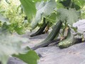 IMG 0435