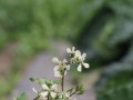 IMG 0507