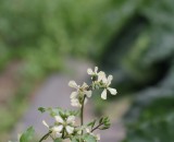 IMG 0507