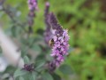 IMG 0529
