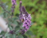 IMG 0529