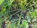 IMG 4445